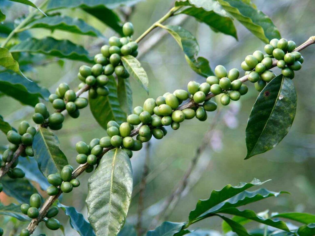 قهوه سبز چیست؟