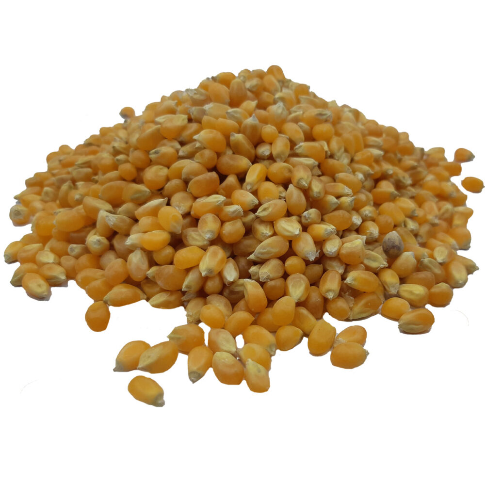 noriz-raw-corn-kernels-corn